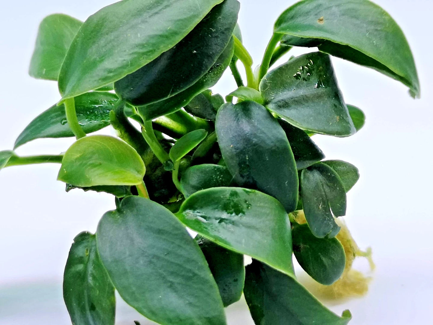 1 x Anubias Nana Bonsai Live Aquarium Aquatic Tropical Nano Aquascape Plant