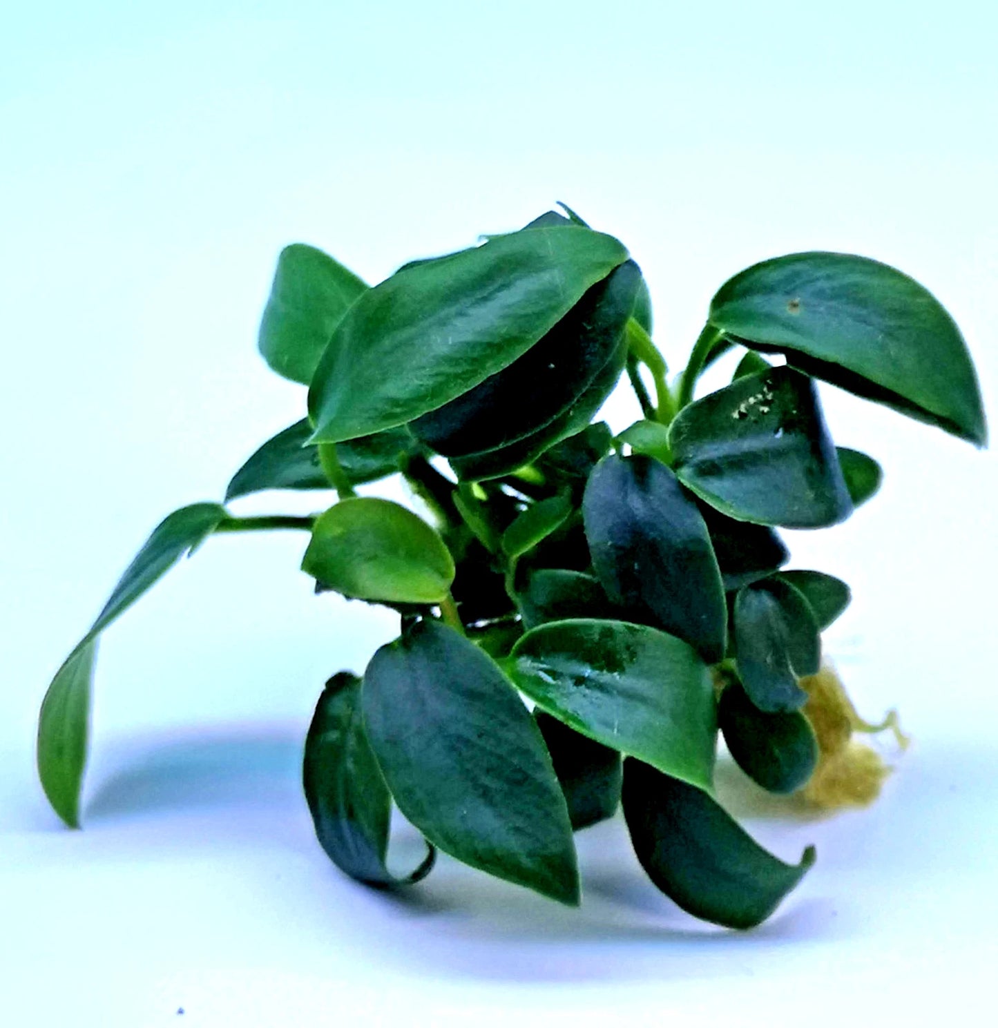 1 x Anubias Nana Bonsai Live Aquarium Aquatic Tropical Nano Aquascape Plant