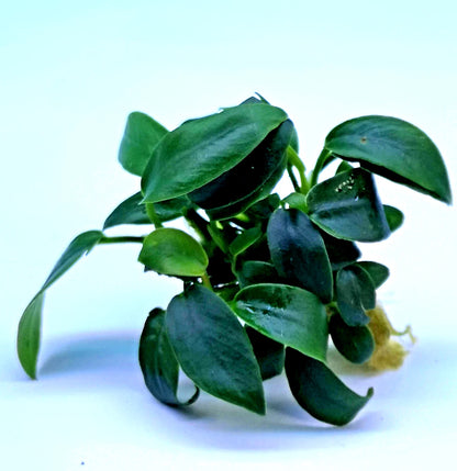 1 x Anubias Nana Bonsai Live Aquarium Aquatic Tropical Nano Aquascape Plant