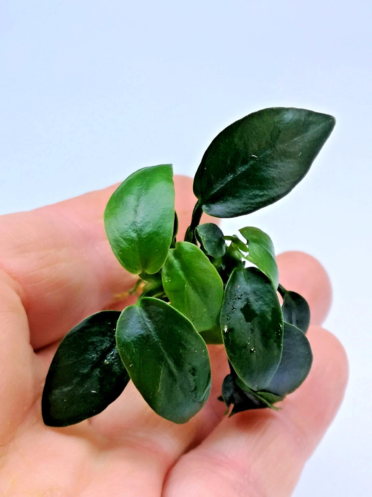 1 x Anubias Nana Bonsai Live Aquarium Aquatic Tropical Nano Aquascape Plant