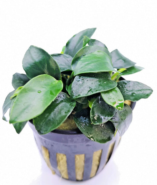 1 x Anubias Nana Petite Live Aquarium Aquatic Tropical Nano Aquascape Plant