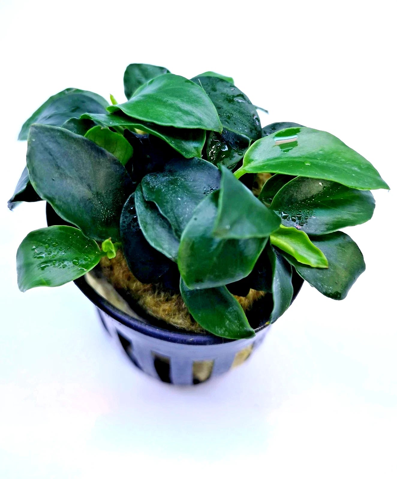 1 x Anubias Nana Petite Live Aquarium Aquatic Tropical Nano Aquascape Plant