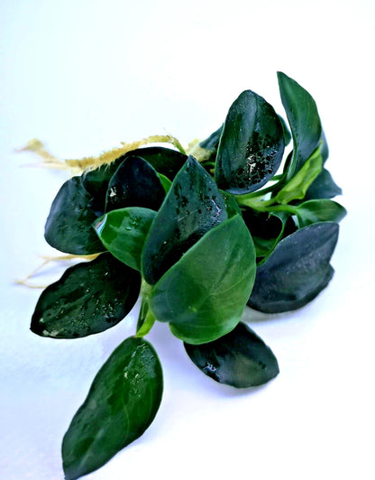 1 x Anubias Nana Petite Live Aquarium Aquatic Tropical Nano Aquascape Plant