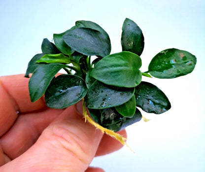 1 x Anubias Nana Petite Live Aquarium Aquatic Tropical Nano Aquascape Plant
