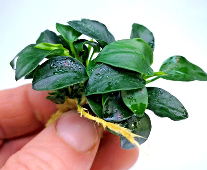 1 x Anubias Nana Petite Live Aquarium Aquatic Tropical Nano Aquascape Plant