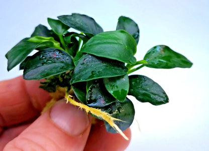 1 x Anubias Nana Petite Live Aquarium Aquatic Tropical Nano Aquascape Plant