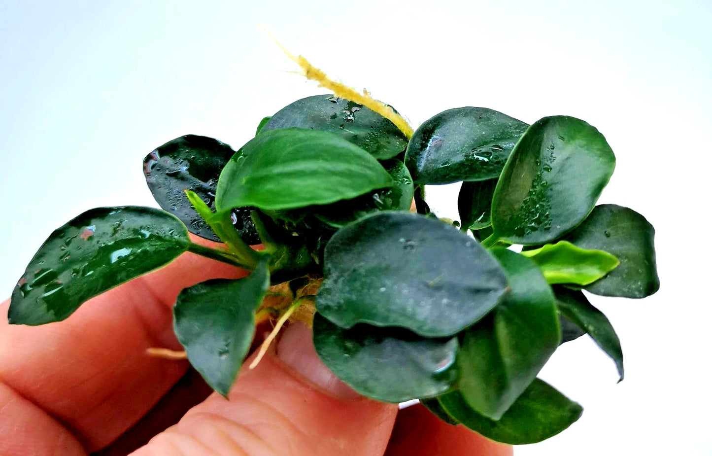 1 x Anubias Nana Petite Live Aquarium Aquatic Tropical Nano Aquascape Plant