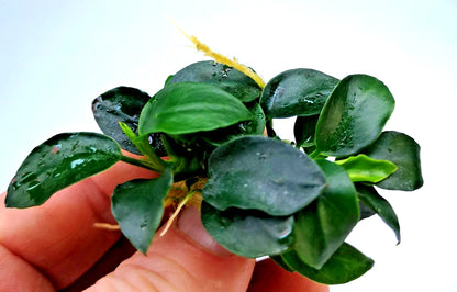 1 x Anubias Nana Petite Live Aquarium Aquatic Tropical Nano Aquascape Plant