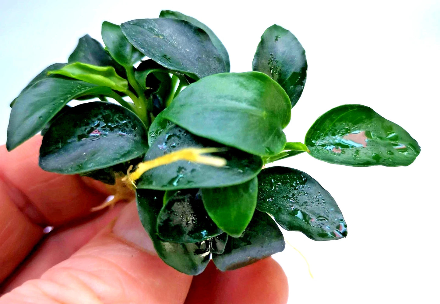 1 x Anubias Nana Petite Live Aquarium Aquatic Tropical Nano Aquascape Plant