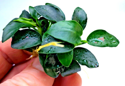 1 x Anubias Nana Petite Live Aquarium Aquatic Tropical Nano Aquascape Plant