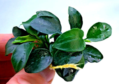 1 x Anubias Nana Petite Live Aquarium Aquatic Tropical Nano Aquascape Plant