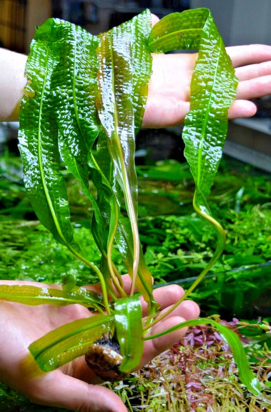 1 x Aponogeton Boivinianus Bulb With some Leaves Aquarium tropical plant