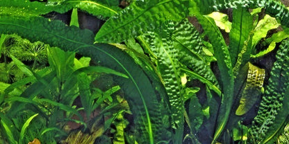 1 x Aponogeton Boivinianus Bulb With some Leaves Aquarium tropical plant