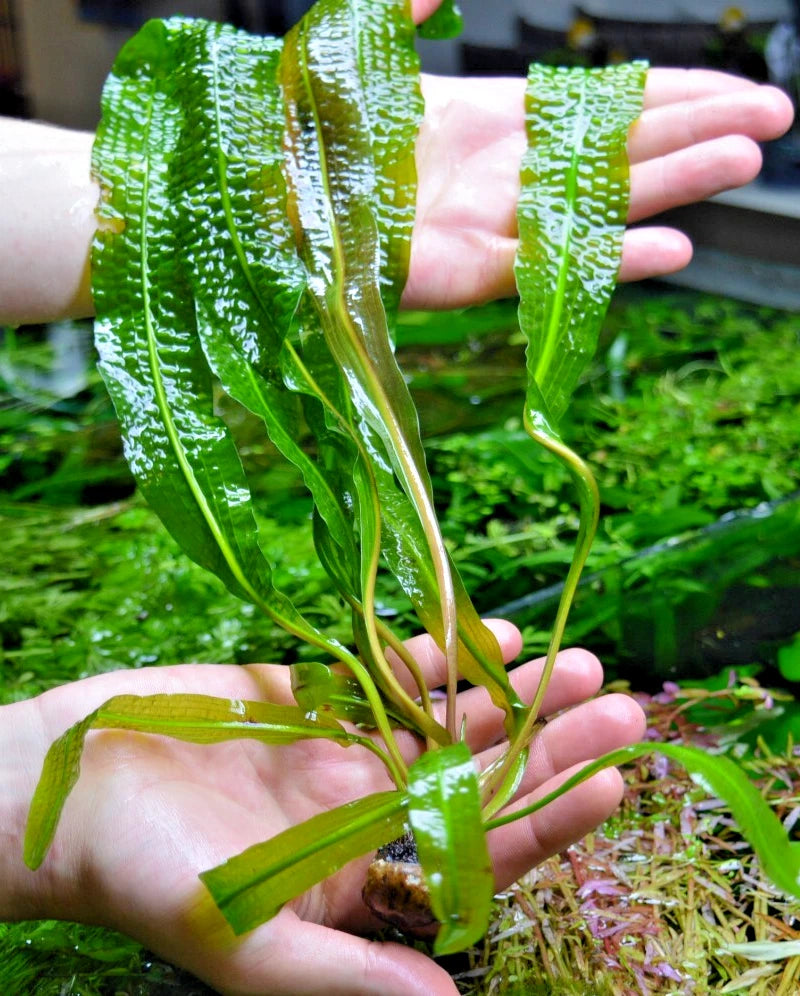 1 x Aponogeton Boivinianus Bulb With some Leaves Aquarium tropical plant