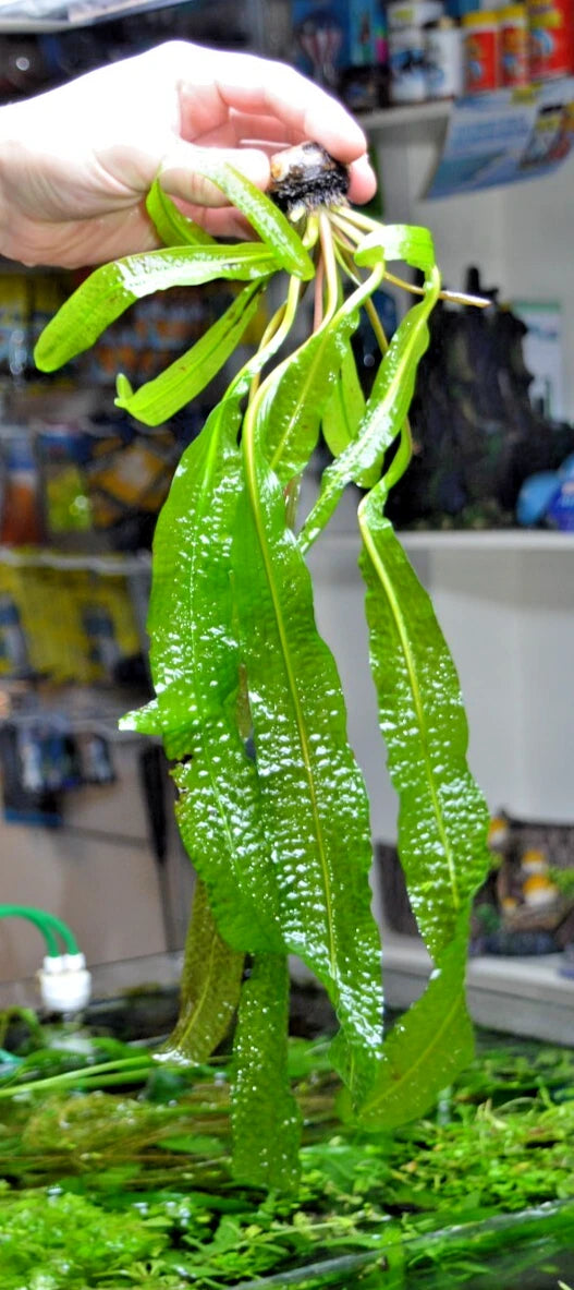 1 x Aponogeton Boivinianus Bulb With some Leaves Aquarium tropical plant