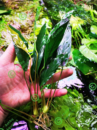 1 x XL Anubias "Glabra Minima" Live Aquarium Aquatic Tropical Plant Fish Tank