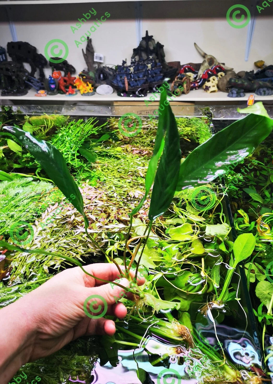 1 x XL Anubias "Glabra Minima" Live Aquarium Aquatic Tropical Plant Fish Tank