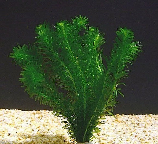 25 + cm LONG ELODEA Egeria Densa Oxygenating Pond Tropical Aquarium Live Plants