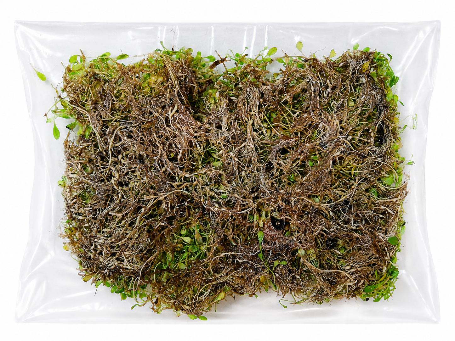 Glossostigma Elatinoides Mat – Live Aquarium Carpeting Plant