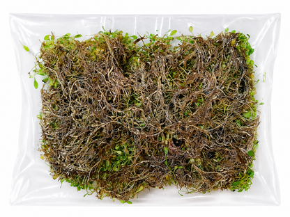 Glossostigma Elatinoides Mat – Live Aquarium Carpeting Plant