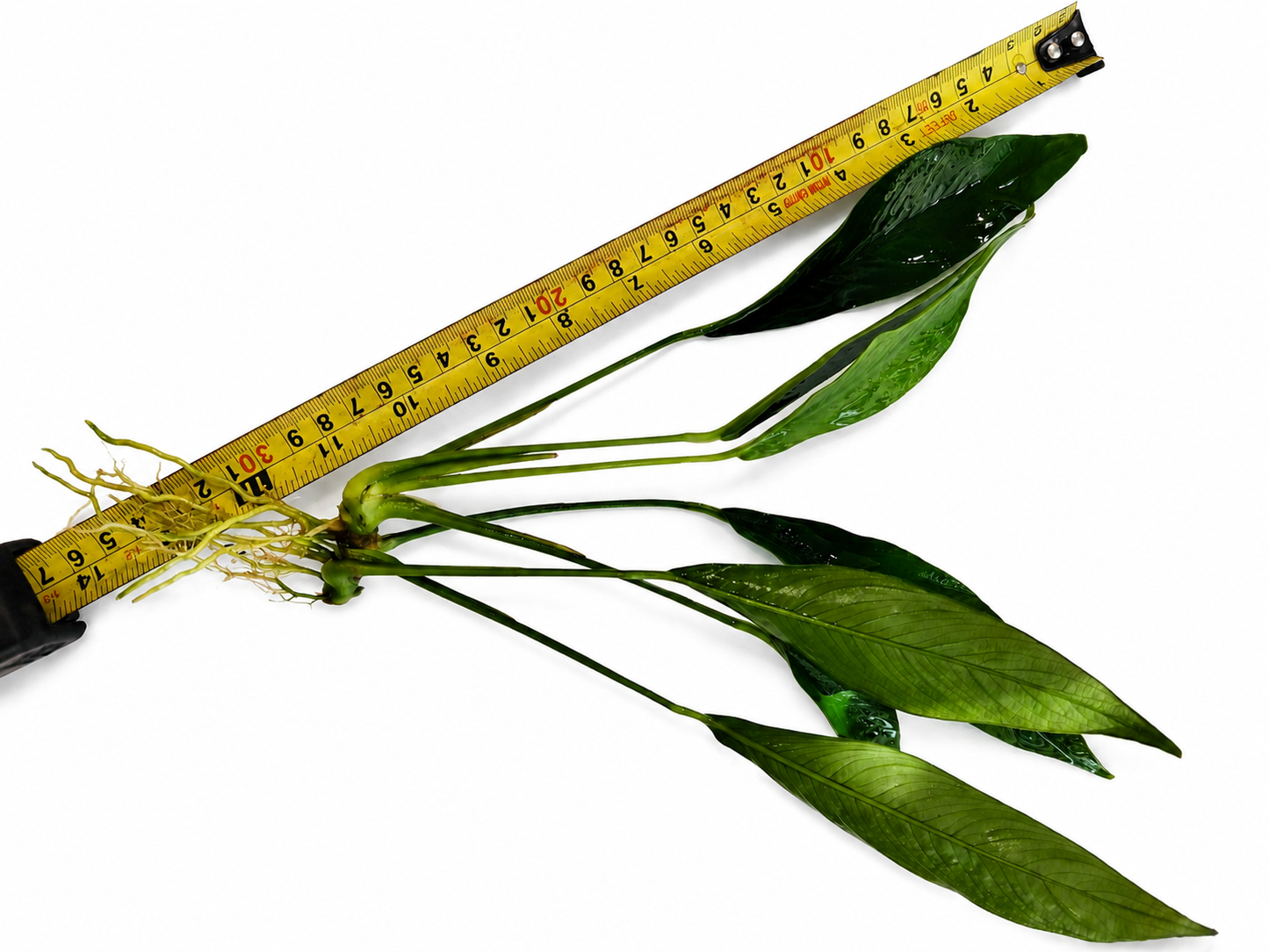 XL Anubias Congensis (22–35cm)