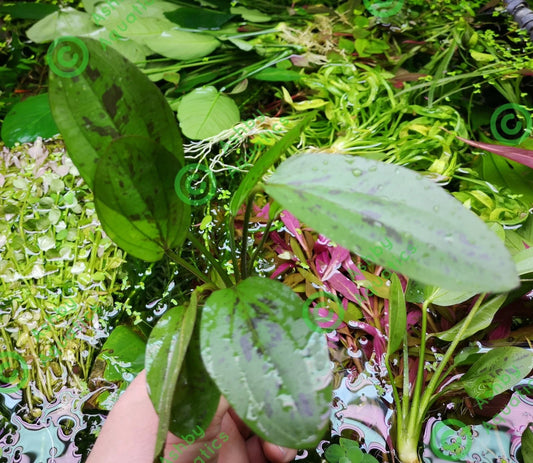 Amazon Sword Echinodorus Cordifolius Hybrid Live Aquarium Plants