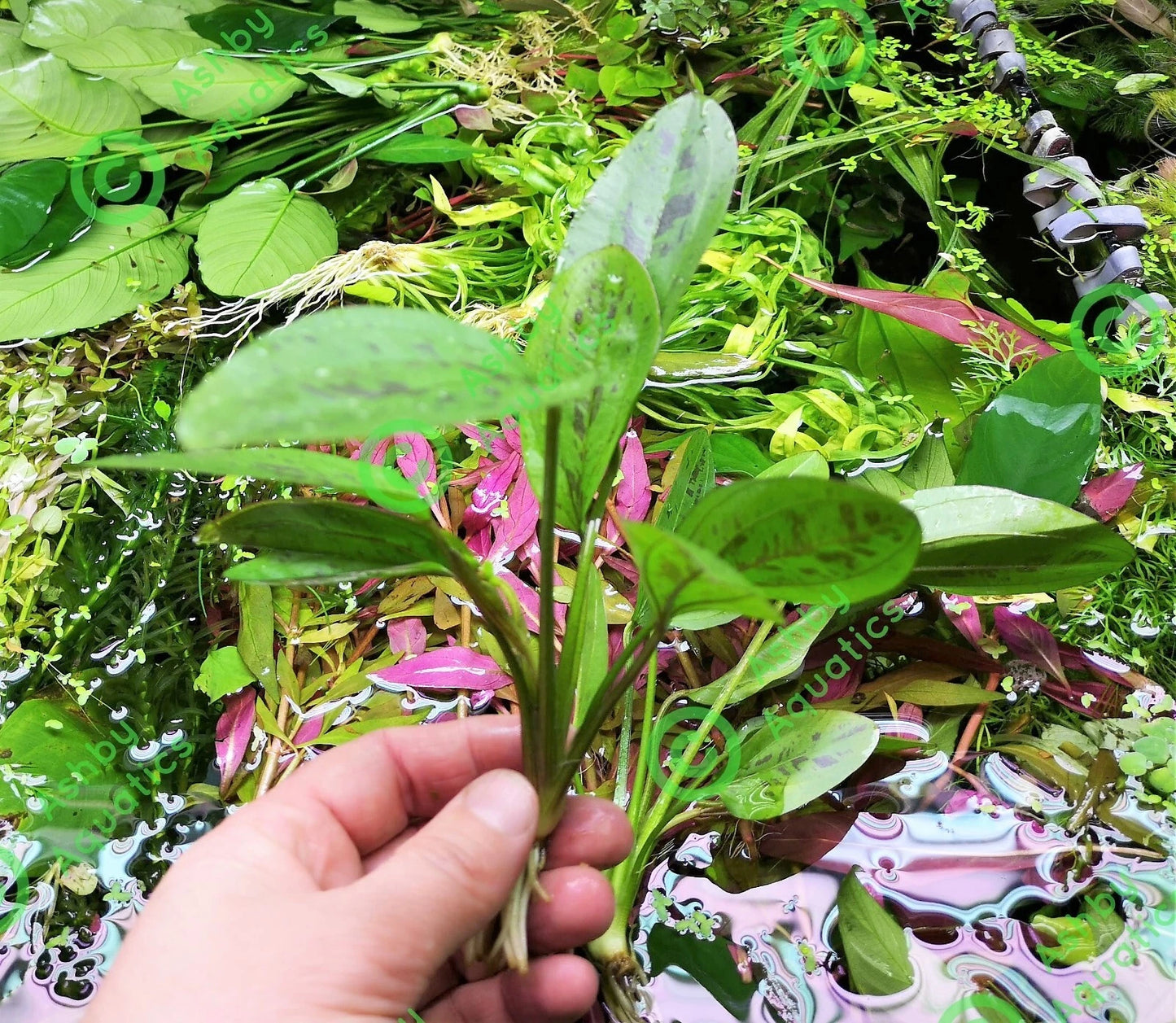 Amazon Sword Echinodorus Cordifolius Hybrid Live Aquarium Plants