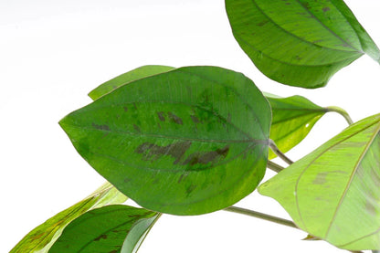 Amazon Sword Echinodorus Cordifolius Hybrid Live Aquarium Plants