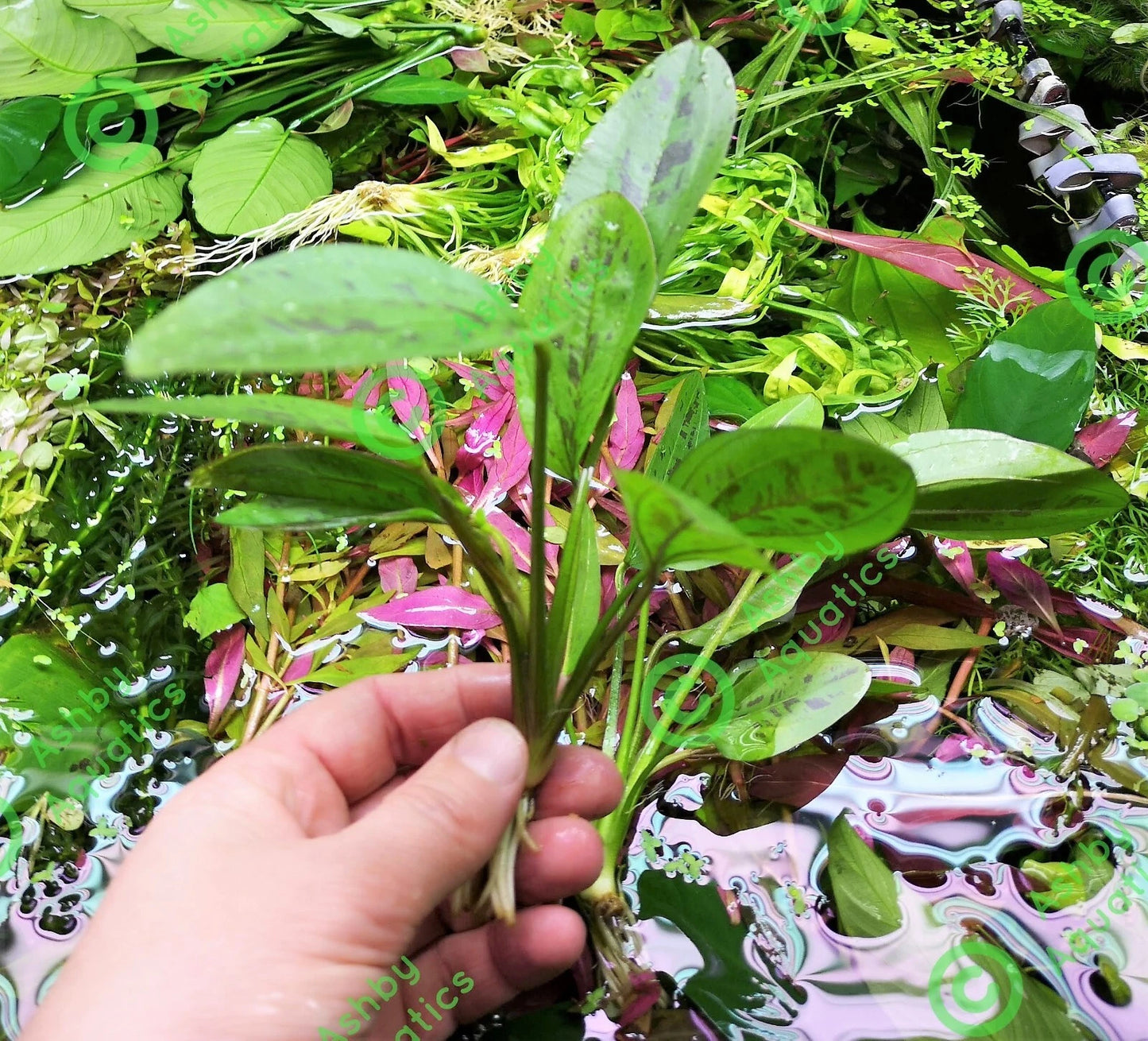 Amazon Sword Echinodorus Cordifolius Hybrid Live Aquarium Plants