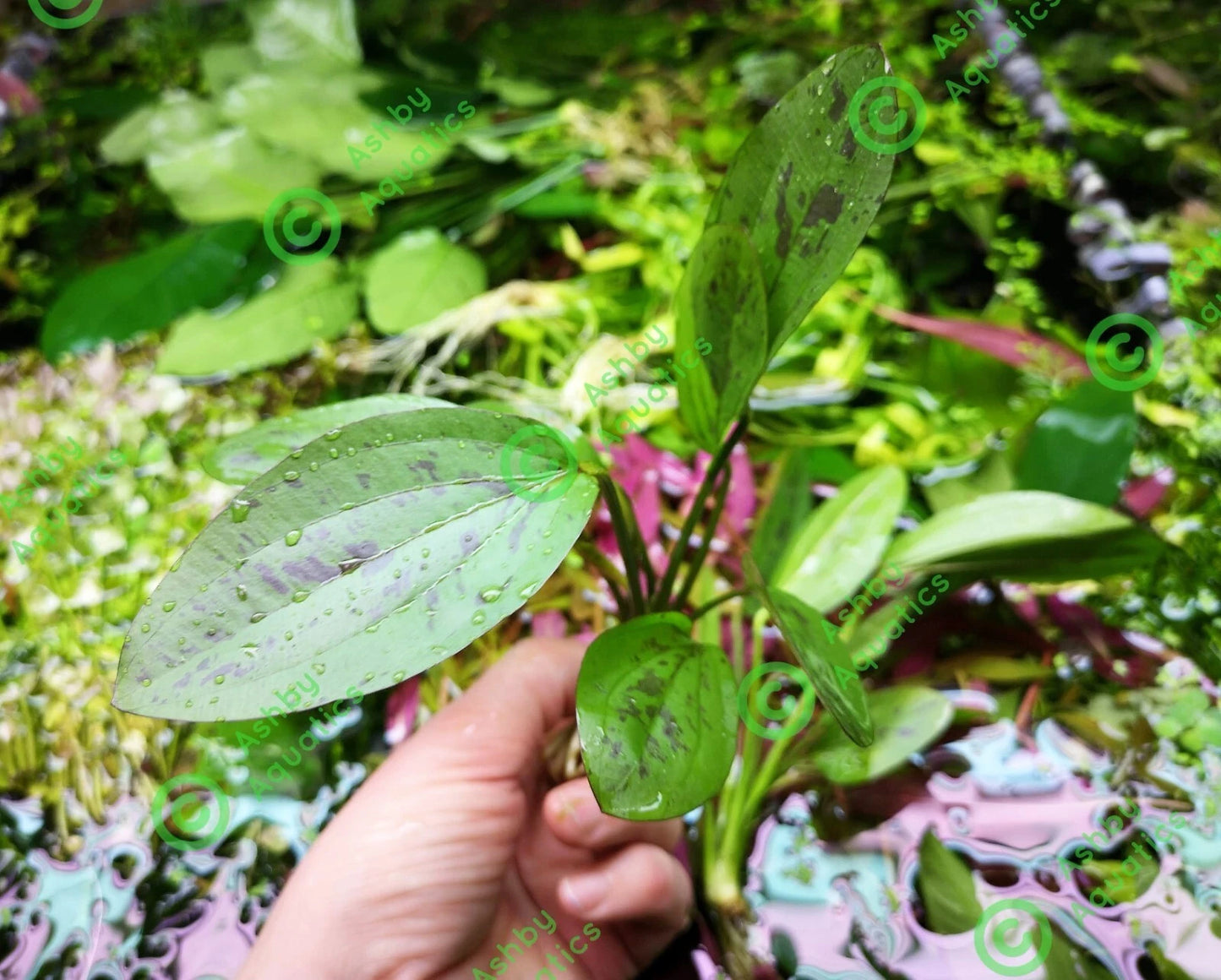 Amazon Sword Echinodorus Cordifolius Hybrid Live Aquarium Plants