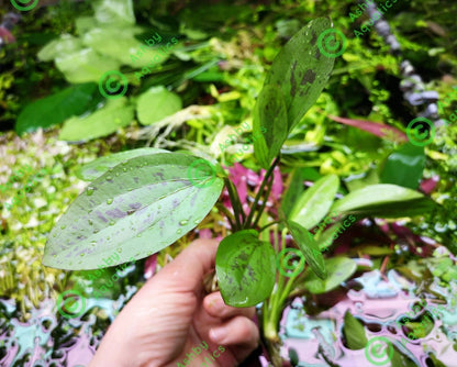 Amazon Sword Echinodorus Cordifolius Hybrid Live Aquarium Plants