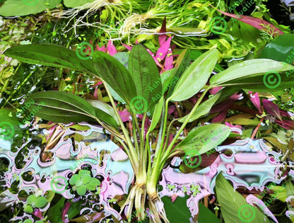 Amazon Sword Echinodorus Cordifolius Hybrid Live Aquarium Plants