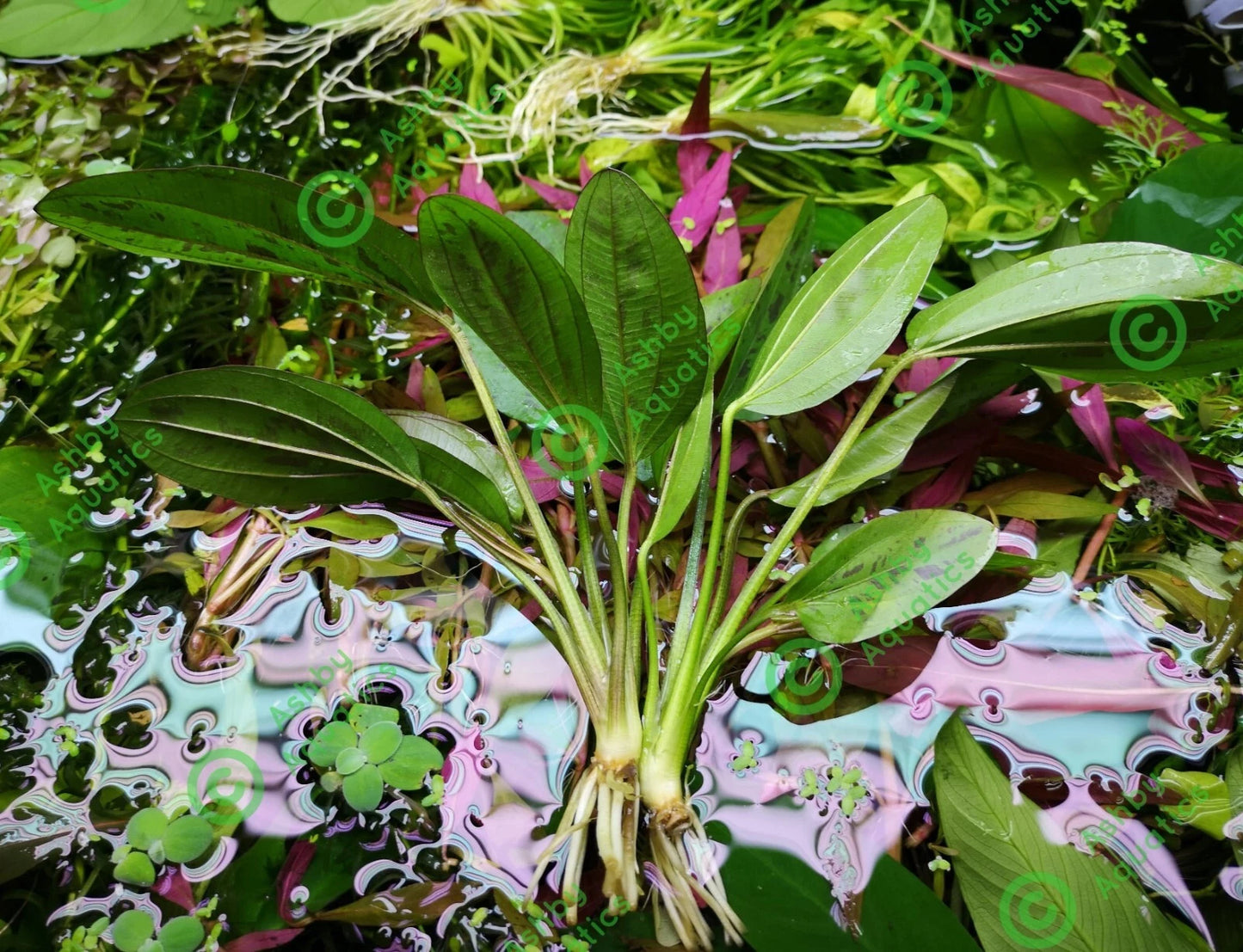 Amazon Sword Echinodorus Cordifolius Hybrid Live Aquarium Plants