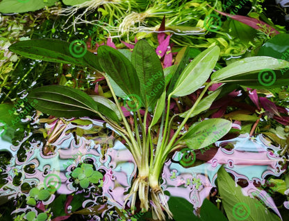 Amazon Sword Echinodorus Cordifolius Hybrid Live Aquarium Plants