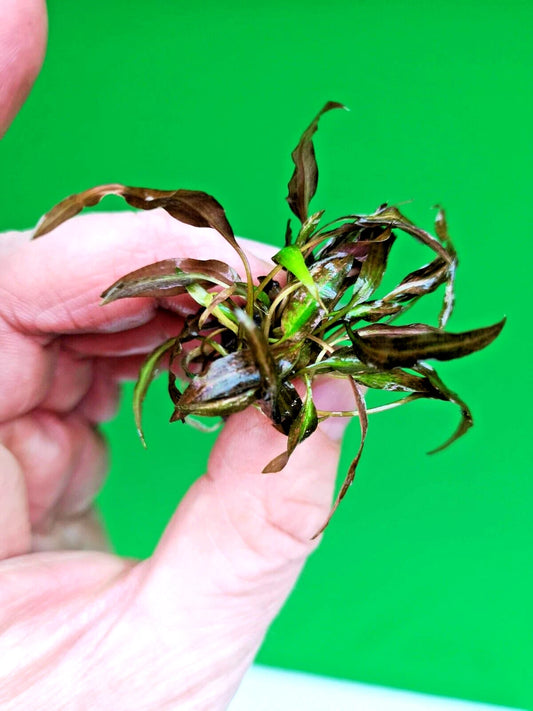 2 x Cryptocoryne affinis Red in vitro Live Aquarium Plants Tropical Aquascaping
