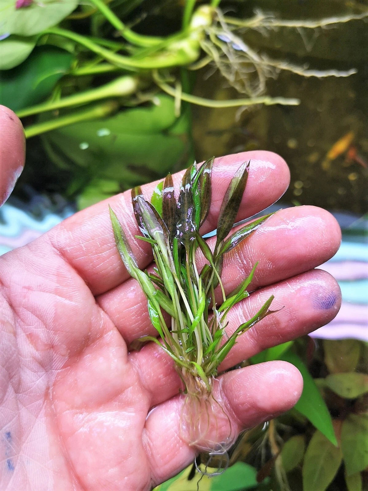 Cryptocoryne affinis Red in vitro Live Aquarium Plants Tropical Aquascaping