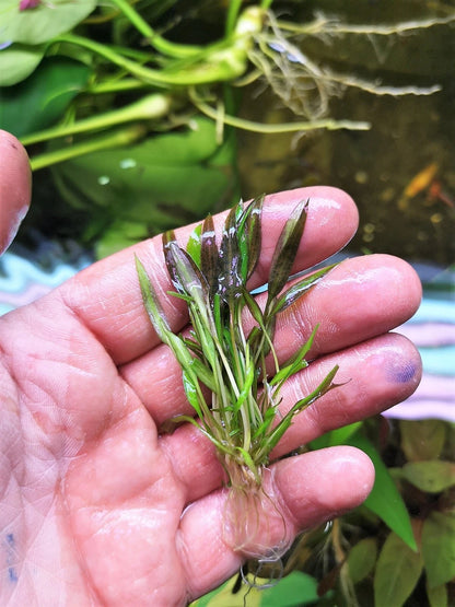 Cryptocoryne affinis Red in vitro Live Aquarium Plants Tropical Aquascaping