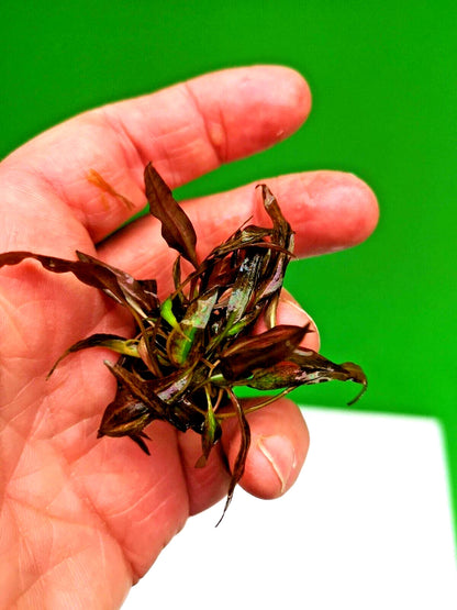 Cryptocoryne affinis Red in vitro Live Aquarium Plants Tropical Aquascaping