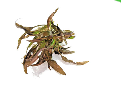 Cryptocoryne affinis Red in vitro Live Aquarium Plants Tropical Aquascaping