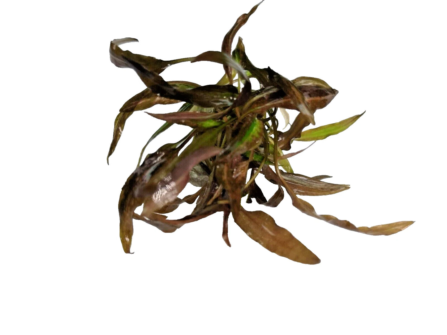 Cryptocoryne affinis Red in vitro Live Aquarium Plants Tropical Aquascaping