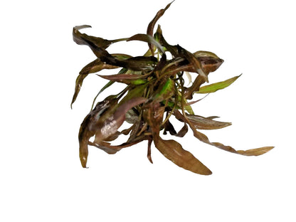 Cryptocoryne affinis Red in vitro Live Aquarium Plants Tropical Aquascaping