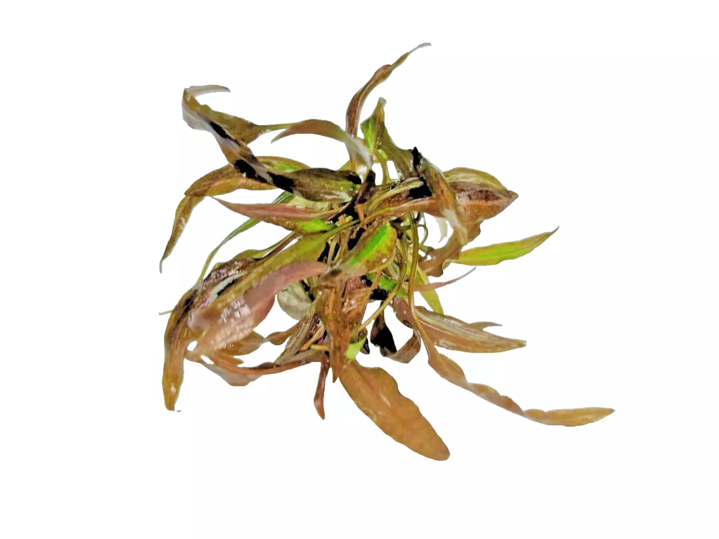 Cryptocoryne affinis Red in vitro Live Aquarium Plants Tropical Aquascaping