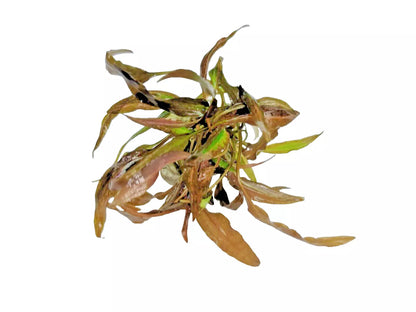 Cryptocoryne affinis Red in vitro Live Aquarium Plants Tropical Aquascaping