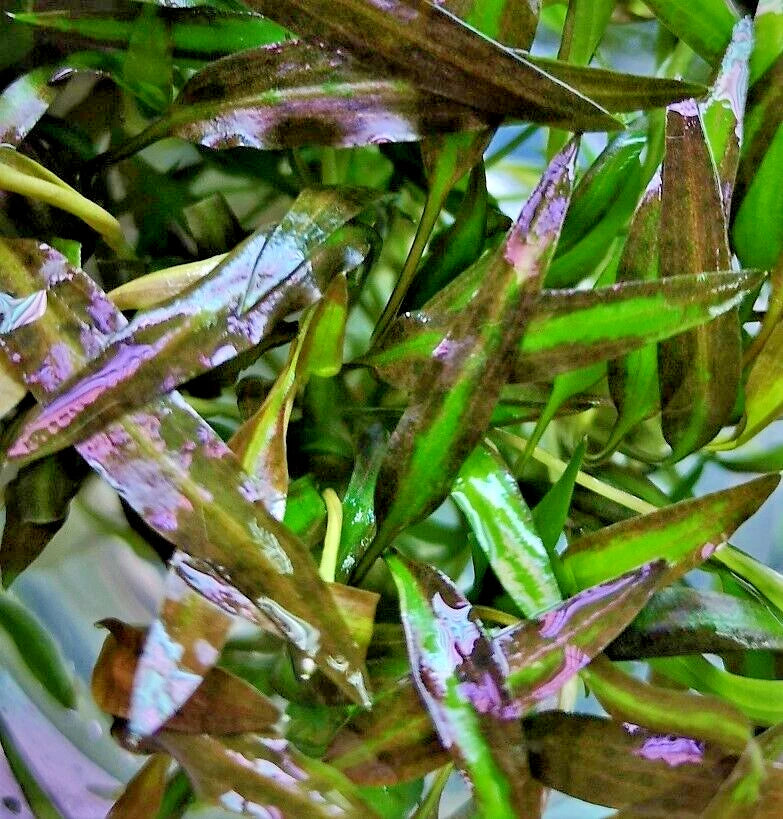 Cryptocoryne affinis Red in vitro Live Aquarium Plants Tropical Aquascaping