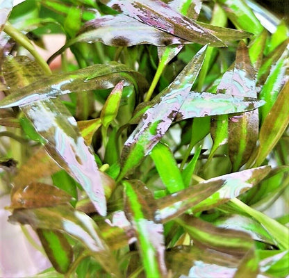 Cryptocoryne affinis Red in vitro Live Aquarium Plants Tropical Aquascaping