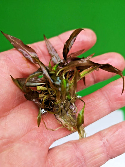Cryptocoryne affinis Red in vitro Live Aquarium Plants Tropical Aquascaping