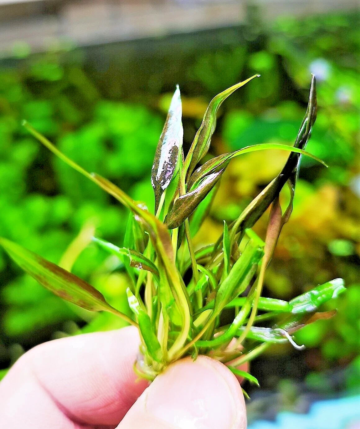 Cryptocoryne affinis Red in vitro Live Aquarium Plants Tropical Aquascaping