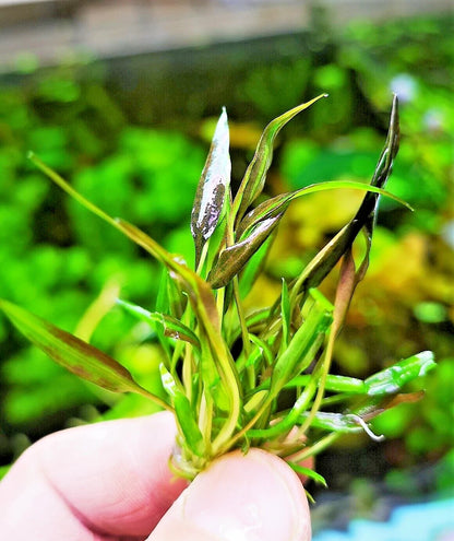 Cryptocoryne affinis Red in vitro Live Aquarium Plants Tropical Aquascaping