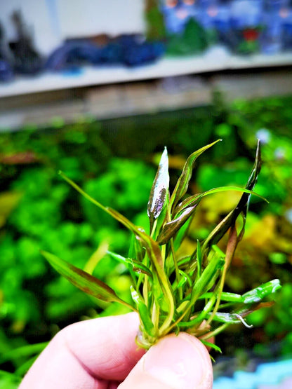 Cryptocoryne affinis Red in vitro Live Aquarium Plants Tropical Aquascaping