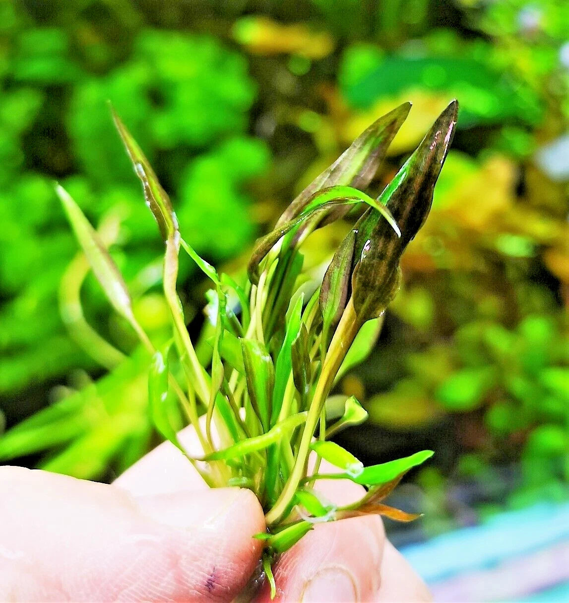 Cryptocoryne affinis Red in vitro Live Aquarium Plants Tropical Aquascaping